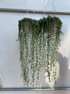 情人的眼泪吊兰