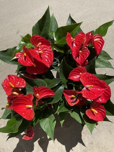 红掌一帆风顺水培土培绿植防辐射除甲醛客厅办公室四季开花卉盆栽