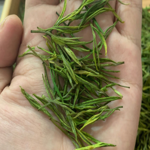 安吉白茶一芽一叶