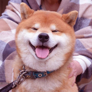 日本柴犬犬幼犬纯种秋田