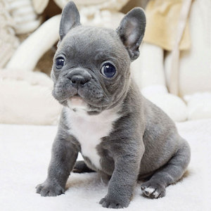 法国斗牛犬幼犬纯种蓝牛黑白奶油色法斗活体小型犬短毛家庭宠物狗