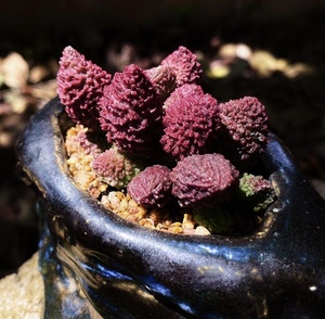 疣朱紫玉水泡 多肉植物球茎根块朱子玉多肉