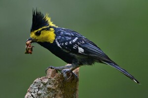 山雀科鸟食壮膘料500克适用红头长尾山雀绿背黄腹贝子大山雀黄颊