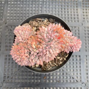 莱恩小精灵缀化【满18包邮】