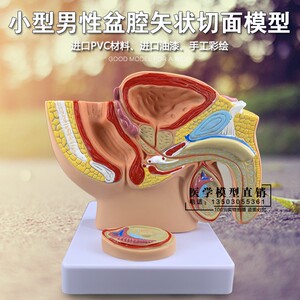 桌面型男性前列腺模型 男科生殖器解剖男性盆腔矢状切面示教模型