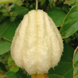 佛手瓜现摘白玉瓜重庆农家自种蔬菜清脆洋寿窝瓜食用丰收捧瓜直销