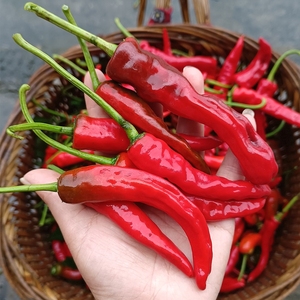 正宗重庆土红辣椒新鲜本地牛角海椒食用薄皮中辣腌制泡椒剁酱晒干