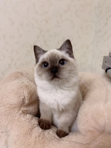 英短重点色猫海豹蓝眼挖煤工幼猫纯种活体全国送货到家网红同款公