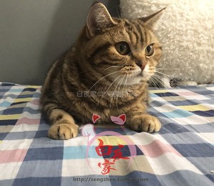 白夜家 超胖美短棕虎斑金虎斑猫舍自留种母退役成猫标斑 已转让