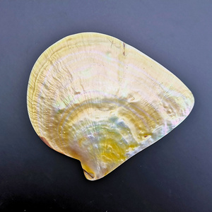 天然海螺贝壳珍珠金蝶贝抛光餐具碟子  装饰鱼缸装饰造景标本收藏