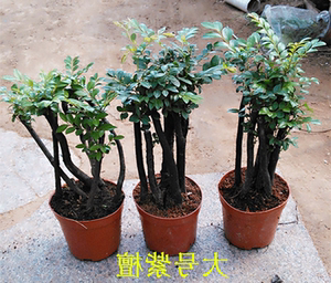 小叶紫檀盆景榕树下山摆件耐寒客厅雾松面子镇宅室内植物树苗小叶图片