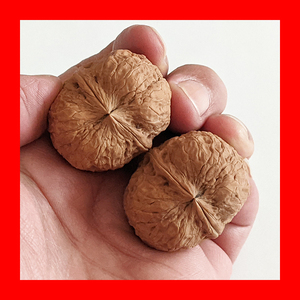 一代寿星46云南野生文玩铁核桃蛤蟆头金蟾疙瘩包血舍利太湖石清仓