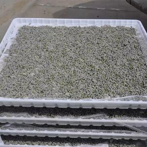 030人付款淘宝塑料蚕匾养蚕匾小蚕大蚕共育养殖户工