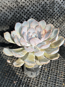 露西娜多肉植物木质控养造型老桩一物一拍