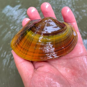 鱼缸除粪过滤净水鲜活观赏宠物淡水河蚌 鳑鲏繁殖专用