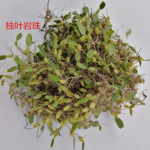 独叶岩珠
