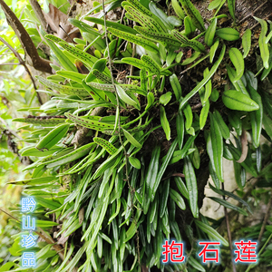 贵州草药深山抱石莲抱树莲瓜子金石瓜子金星草瓜子菜瓜米菜煲汤料