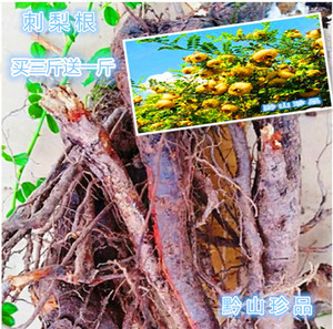 贵州刺梨根刺藜子根泡酒泡水中药材新鲜野刺梨根500g包邮