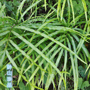 贵州草药凤尾草 鸡脚草中药材凤丫蕨 大叶凤凰尾巴草白龙须百尾笋