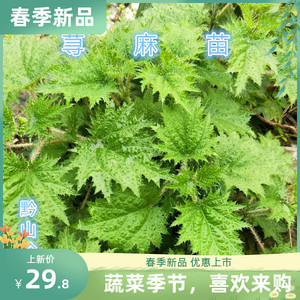 贵州草药荨麻草蝎子草咬人草蜇人草白活麻6棵带泥新鲜全草