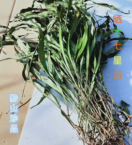 贵州七星剑七星蕨中草药材瓦韦小叶骨七星草500g晒干