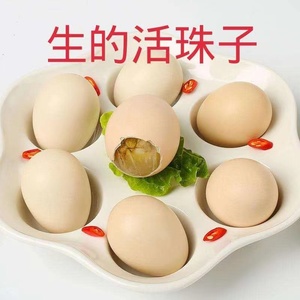 新鲜活珠子生蛋鸡胚蛋13天活珠子生的钢化蛋麻辣毛蛋半蛋龙凤蛋