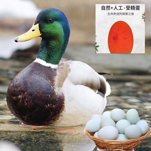 绿头鸭种蛋可孵化鸭蛋鸭子受精蛋肉质鲜美纯种青头水鸭可旱产蛋鸭