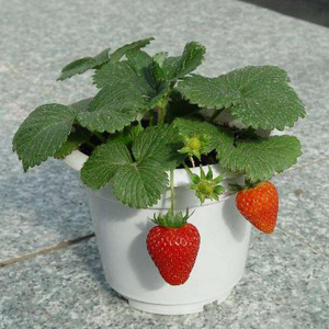 室内水果盆栽食用