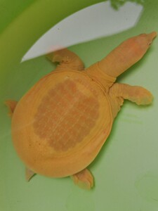 招财聚福黄金甲鱼苗萌宠龟黄化鳖观赏鳖鱼缸深水鳖黄金鳖王八变异