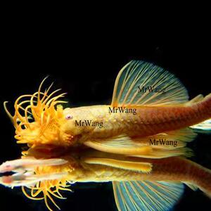 黄金大胡子大帆淡水清道夫小型热带鱼清缸除藻红蓝眼随机发包邮