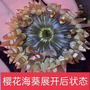 海洋活宠物樱花小海葵活体海缸观赏鱼花葵海水新奇宠物珊瑚海葵
