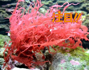 净化水质的海草