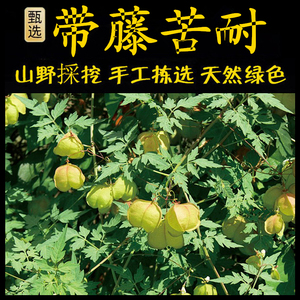 苦瓜藤新鲜