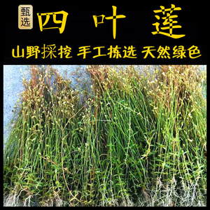 四叶草新鲜现采潮汕青草药四叶莲四合梅四叶葎蛇舌癀四叶律天良草