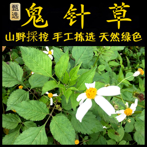 鬼针草新鲜现采潮汕青草药三叶鬼针草四方枝苦楝四方枝苦耐虾尾草