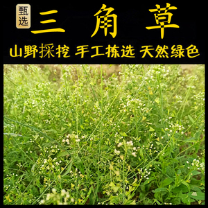 野荠菜 新鲜现采 潮汕青草药三角草 香包草 肚帕草 老荠菜 菱角菜