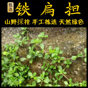 过江藤新鲜现采潮汕青草药 铁扁担 番梨仔草 铁批担 蓬莱草过江藤