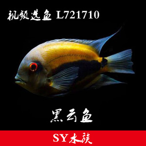 黑色风水鱼黑云鱼黑鱼活体南美亚马逊慈鲷中大型鱼黑色鱼镇缸鱼