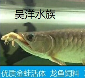 金蟾蛙包活金蛙活体小金蛙小金钱蛙龙鱼饲料鱼食金龙银龙包邮