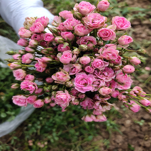 月季花苗真品超微小月季丰花勤花阳台盆栽小玫瑰四季开花0人付款18