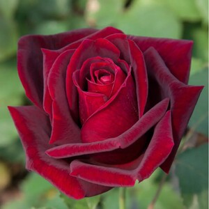 林肯先生月季花苗红色大花浓香灌木庭院阳台盆栽四季开花