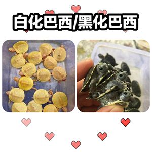 变异白化巴西龟黑化巴西龟黄金红眼极品粉雪苗魔眼白巴黑巴红耳龟