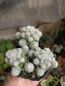 白鸟多肉植物组合盆栽银手指仙人球室内防辐射净化空气绿植花卉