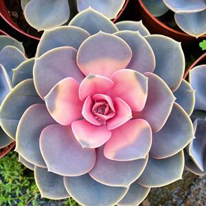 紫珍珠药锦超大红心莲药锦老桩多肉植物办公室阳台防辐射绿植盆栽