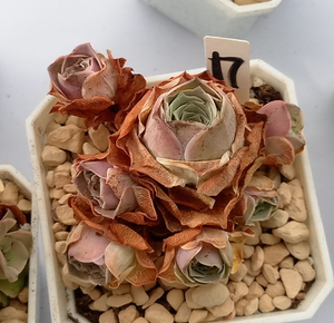 粉山地 耶罗玫瑰 粉玫瑰 多肉植物 多肉 群生老桩 满额包邮