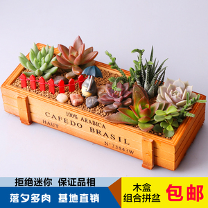 多肉拼盘套装木盒 多肉植物组合盆栽 成品套装含盆 div套餐
