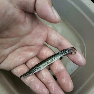 福鳄鱼苗雀鳝鱼冷水鱼雀鳝苗鳄雀鳝招财猫小苗大铅笔鱼苗观赏鱼苗