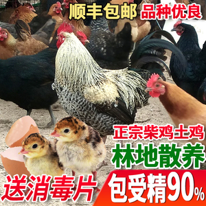土鸡种蛋受精蛋林地散养高产原种可孵化青脚华北柴鸡40枚顺丰包邮