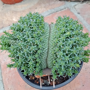 多肉植物 大戟科 孔雀丸缀化 吸甲醛