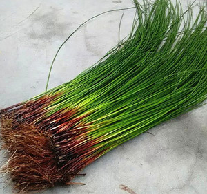 龙须草植物